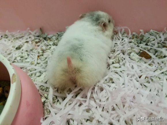 仓鼠怀孕后的注意事项,仓鼠生育注意什么事项图片