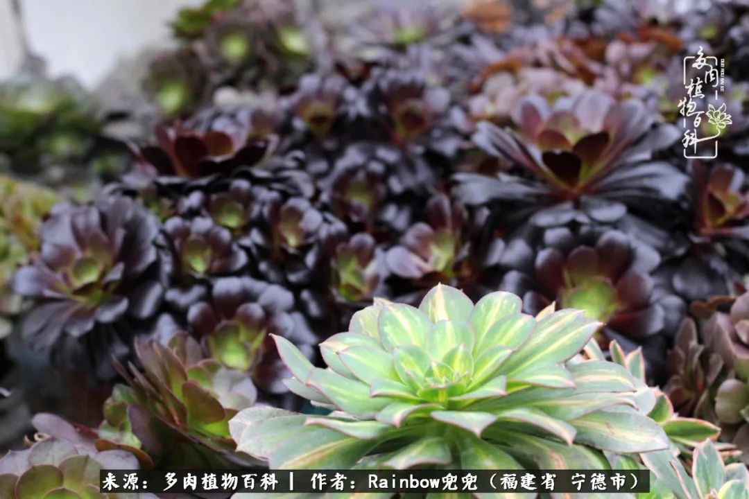 岁月无波澜余生不悲欢是啥意思,愿你岁月无波澜敬我余生无悲欢