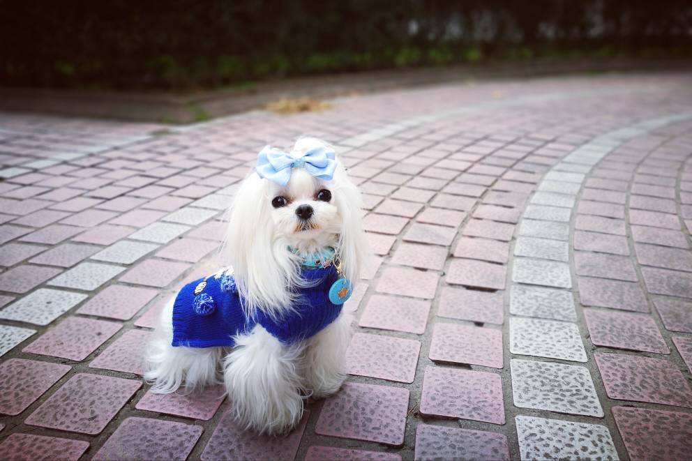 你是否也被小母狗第一次发情吓到手忙脚乱