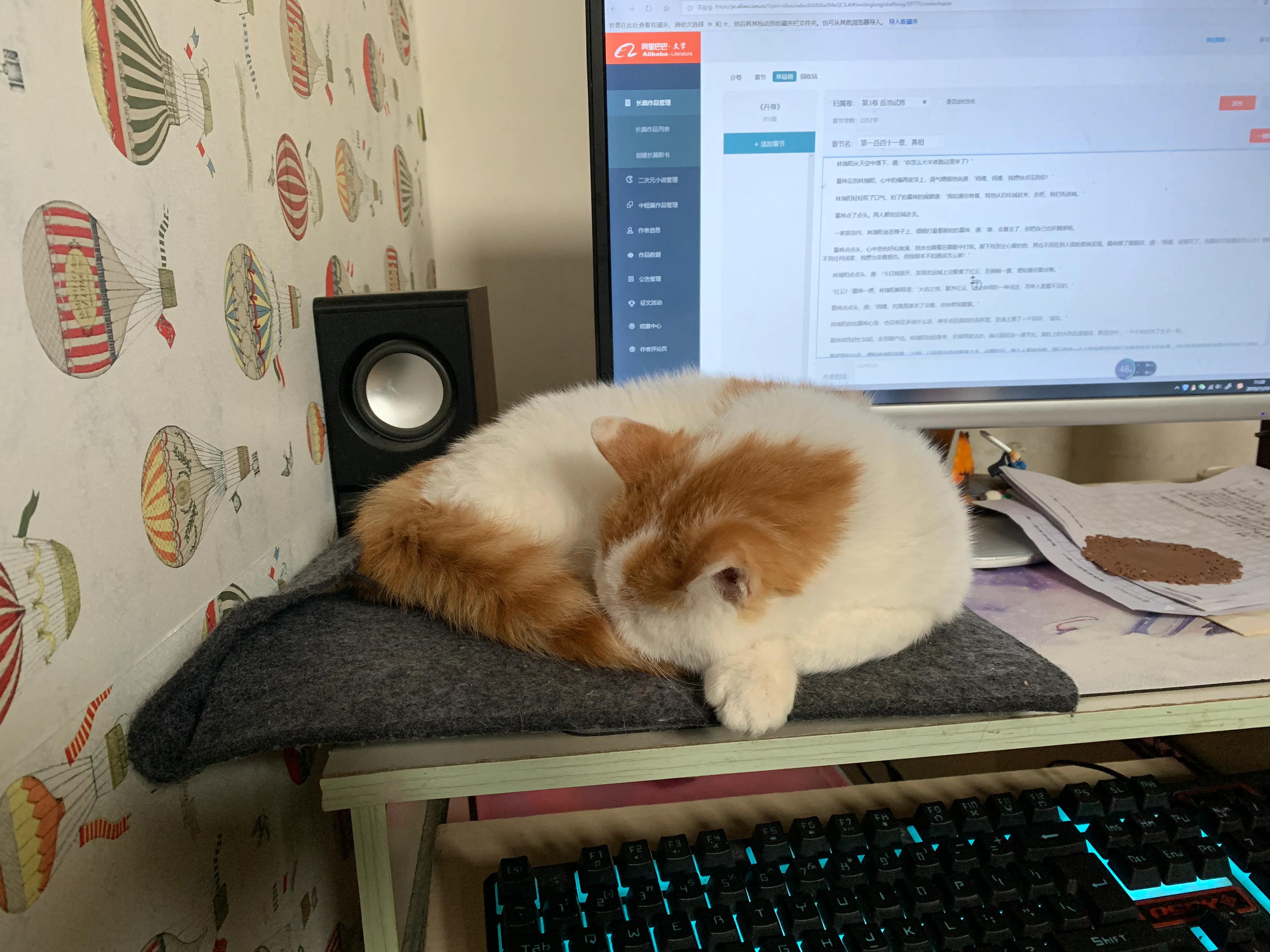 小猫多久可以领养,如何领养一只小猫咪