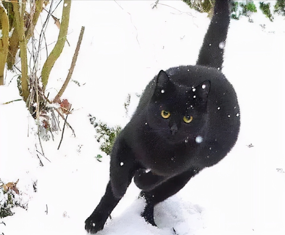 黑猫真的不建议养吗,黑猫到底能不能养