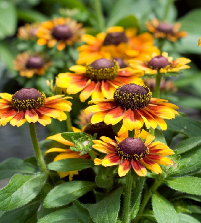 这种花居然叫“黑眼苏珊”？它是花园里最抢镜的主角