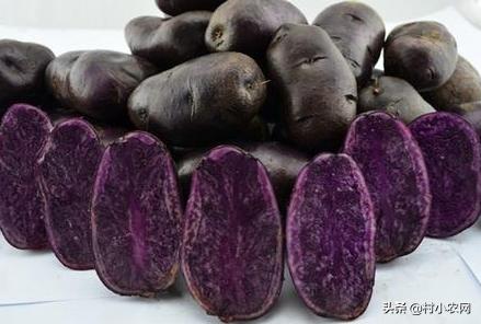 黑龙江农作物创业新思路,农村最赚钱的种植项目有哪些