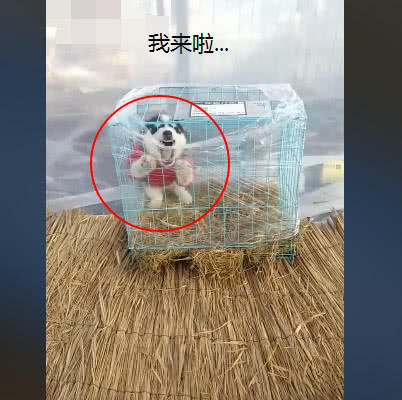 网购哈士奇到家视频,男子网购一只哈士奇打开包裹一看
