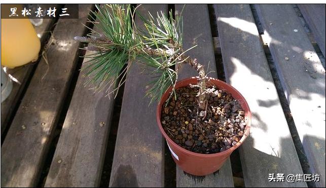 黑松盆景造型方法讲解,盆景黑松讲解视频