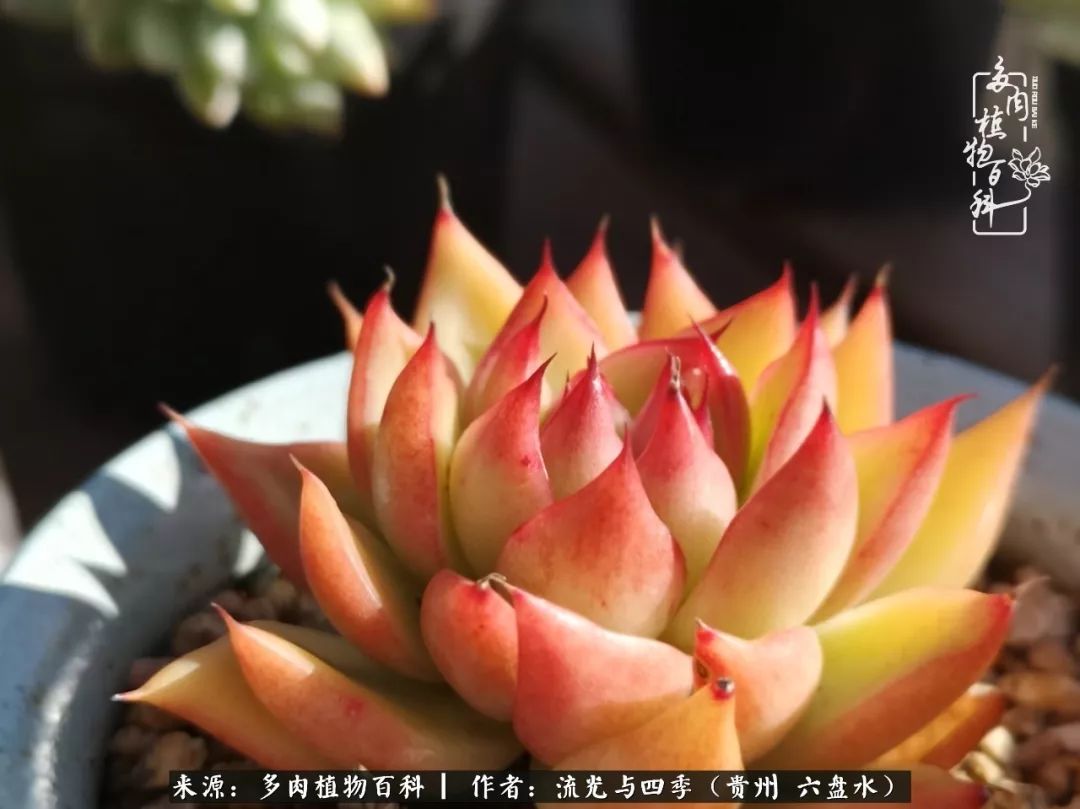 养多肉这几点新手必要知道,在养多肉的路上越走越远