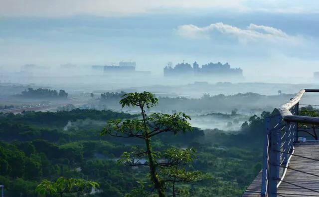 深圳花海景区推荐图片大全,深圳哪里有大片花海