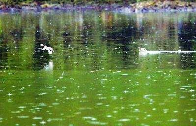 诗佛的十首五言诗，诗中有画，意境高远，风靡了千年