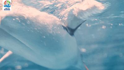 西安海洋公园地址,西安华夏文旅海洋公园