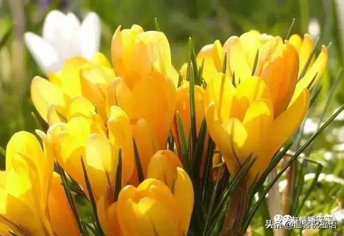 《家庭兴旺歌》《和谐歌》《夫妻歌》太绝了！句句精辟