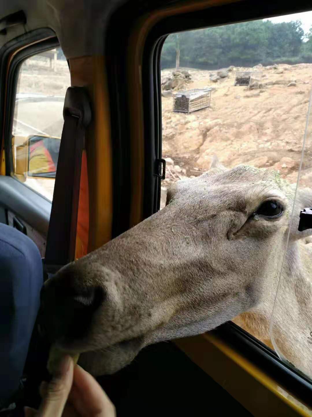 带着孩子在永川野生动物园一日游,重庆永川野生动物园攻略