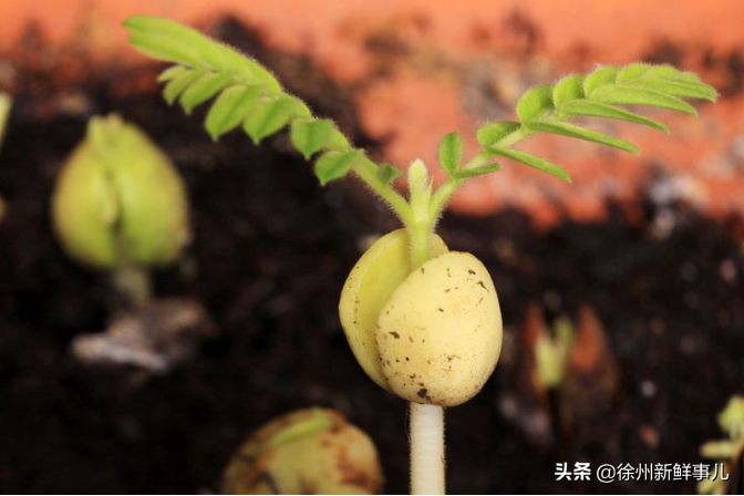 七种水果核别扔,吃完的果核别扔了它们都是宝贝