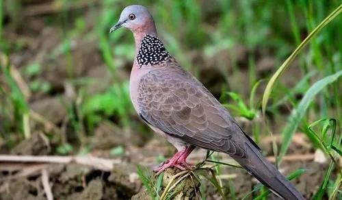 吃斑鸠好不好,吃野生斑鸠对身体好吗