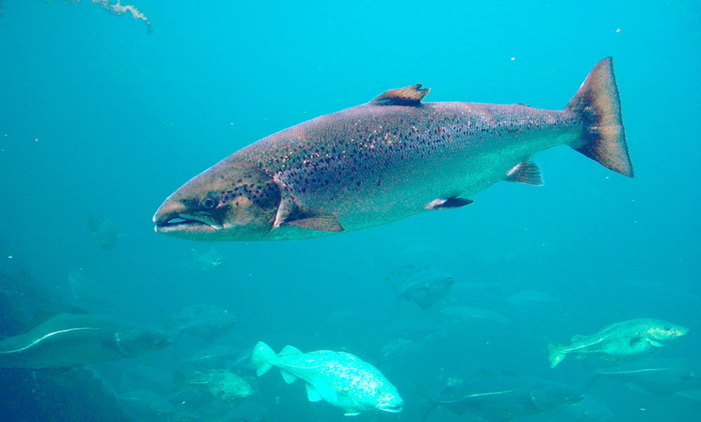 生吃三文鱼腥不腥,三文鱼怎样吃更好吃更简单