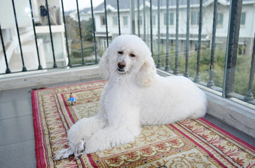 要是经济条件不好要怎么养猫,建议新手养的10种便宜狗狗不掉毛