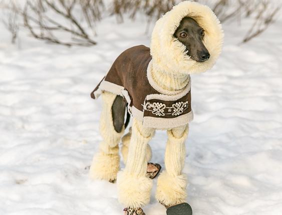 冬天要不要给狗狗穿衣服,冬天给狗穿什么衣服不冷
