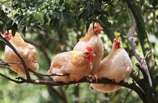 土鸡品种有哪些哪个品种好养,土鸡品种最好的是什么品种