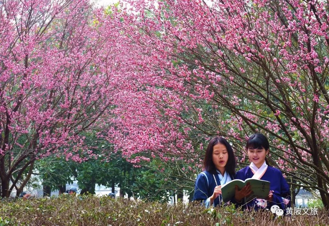 疫情过后一起来踏青吧,疫情过后一起去山花浪漫处
