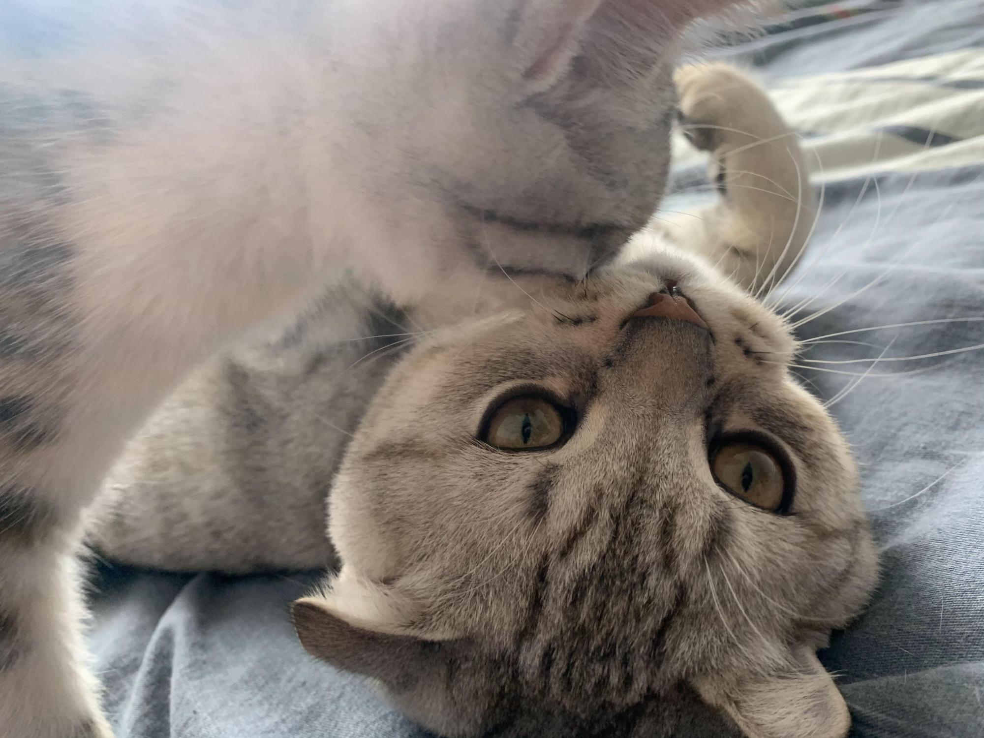 猫主子不理你了怎么办,猫咪的怪癖铲屎官你们都知道吗