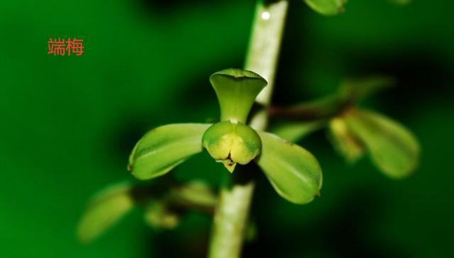 蕙兰新品图片欣赏大全,蕙兰新八种叶片欣赏