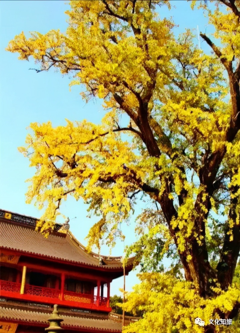 千年朱家角,上海朱家角简介