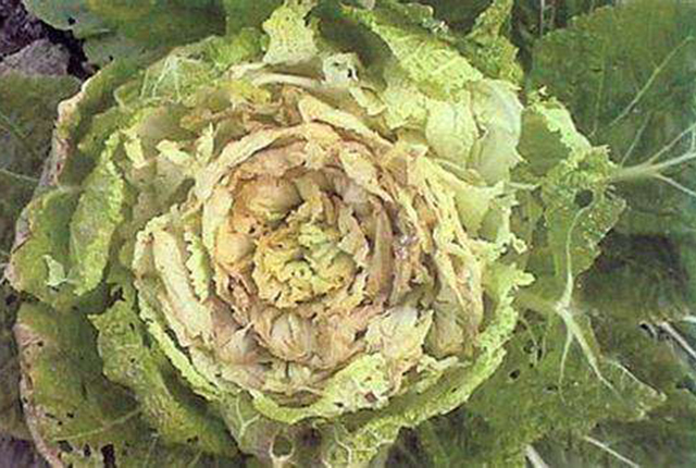 大白菜干烧心喷什么药最好,大白菜干烧心最有效的防治方法