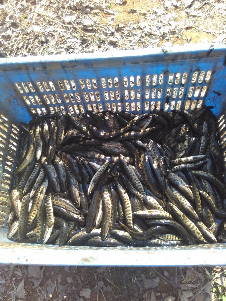 养殖虾辟谣,辟谣小龙虾缺斤少两