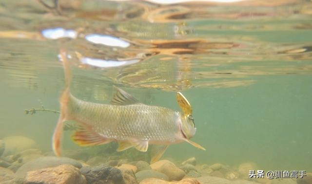 路亚马口瓜子亮片怎么防止脱钩,路亚马口亮片钓组正确组装方法