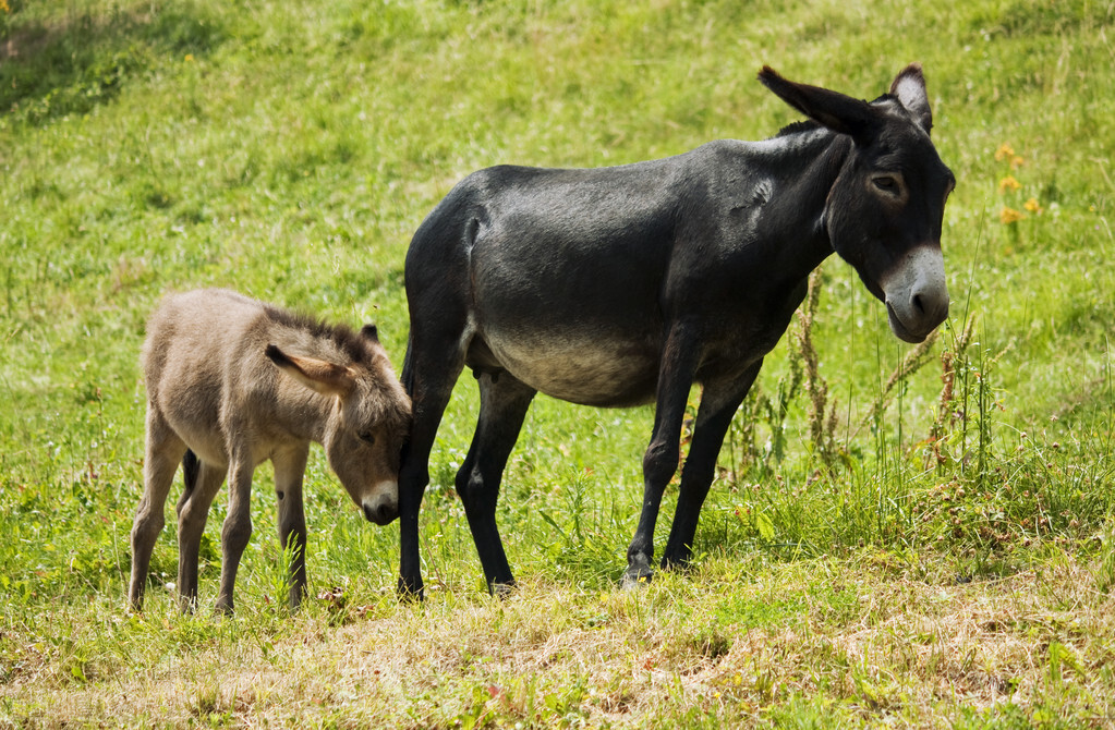 南方养驴,南方农村养殖什么投资小回本快
