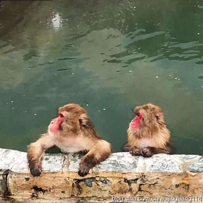 日本猴子冬天泡温泉原因,日本雪里泡温泉的猴子