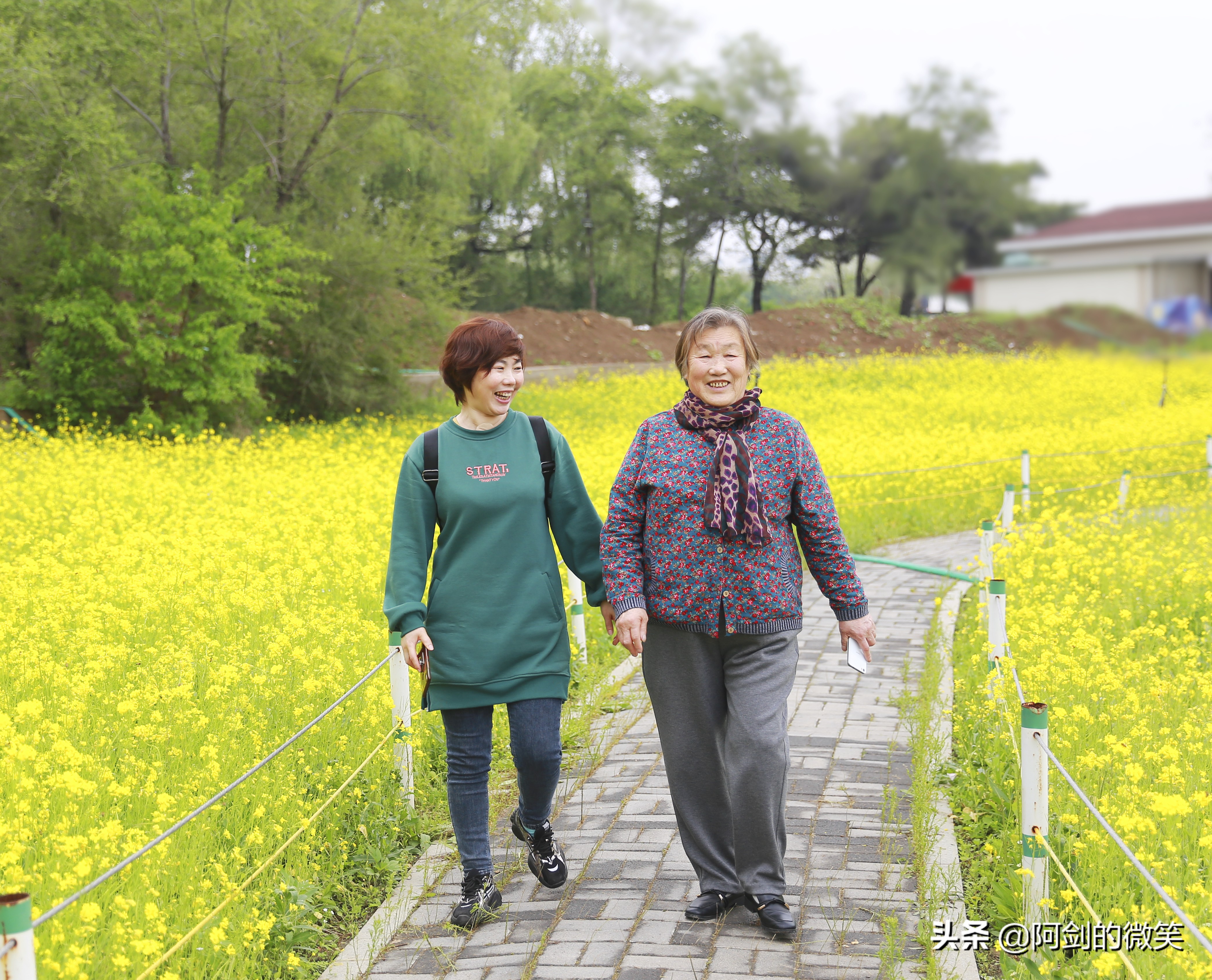 沈阳十一假期哪里有花海,沈阳玫瑰小镇温泉花海两日游