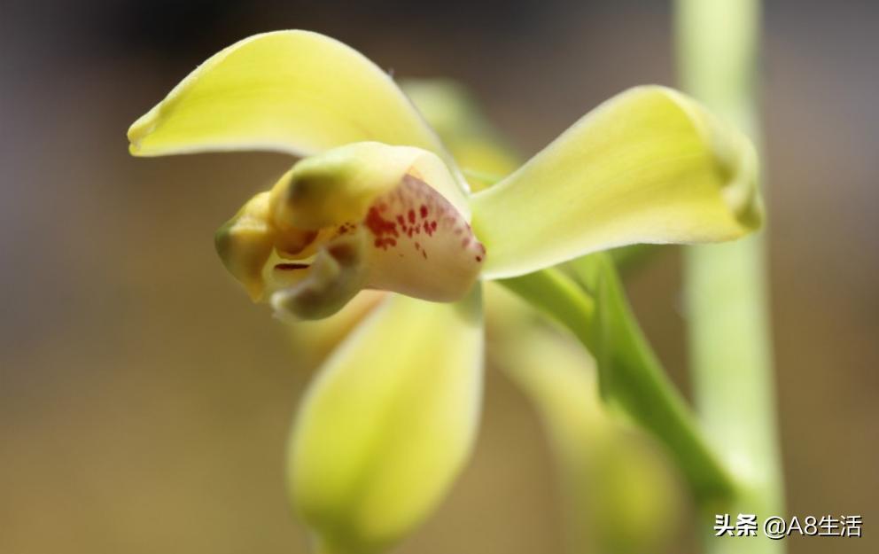 每日一品,蕙兰潘绿梅和庆华区别