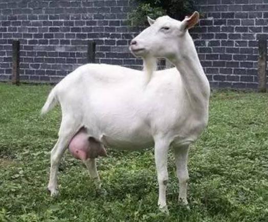 奶羊乳房有硬块能恢复吗,羊乳房里有硬块怎么消除