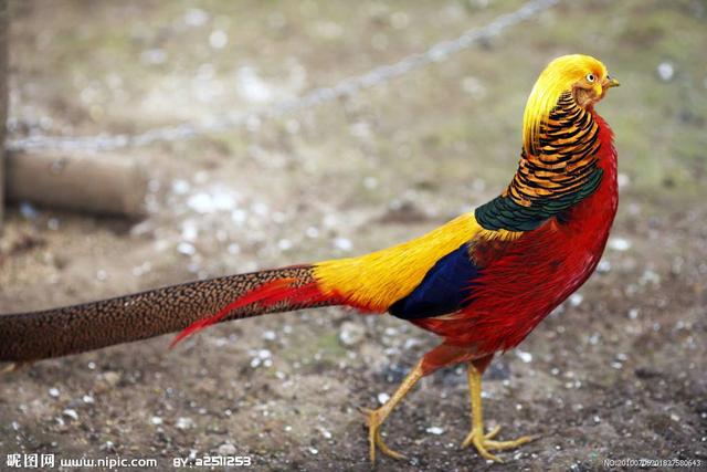 三种鸟不同种类及形态,三种鸟