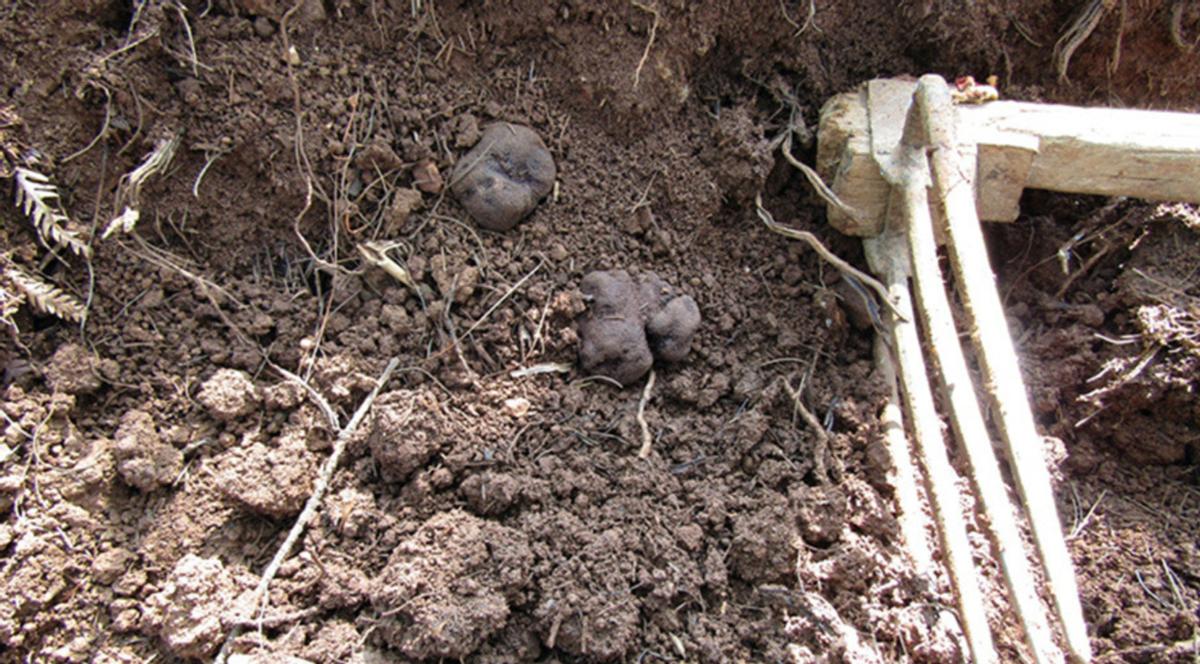 辽宁营口发现黑松露,辽宁种植黑松露