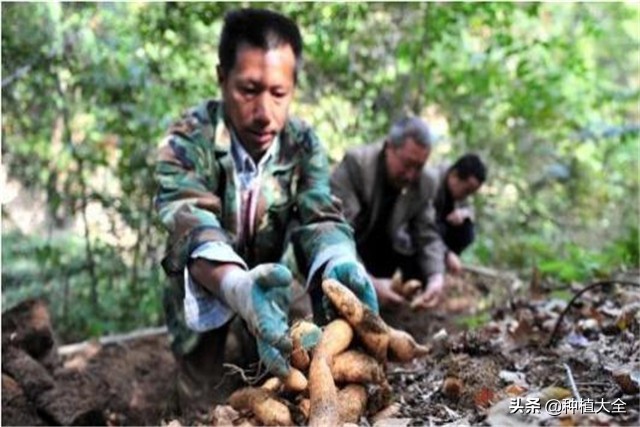 陕西天麻无土栽培种植技术,大田地膜栽培天麻技术
