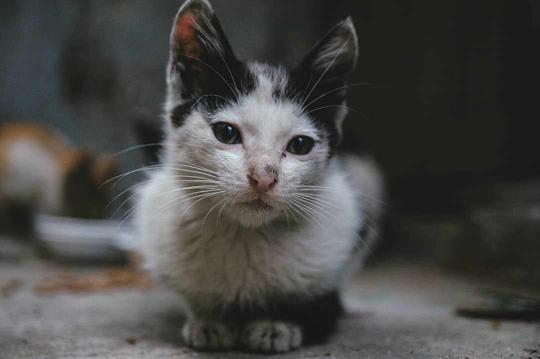 猫咪真菌感染和球菌感染怎么治疗,猫病症状大全书