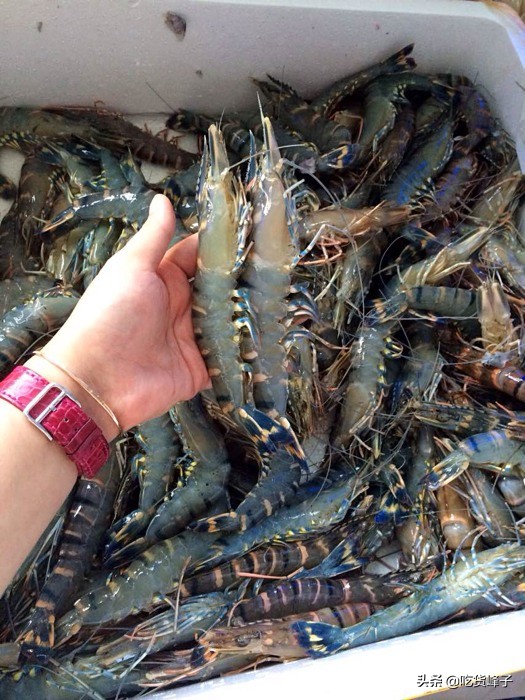 如何挑选新鲜大虾的正确方法,买大虾带好多的水