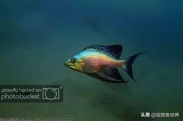 坦湖慈鲷蓝波价格,三湖慈鲷品种图鉴