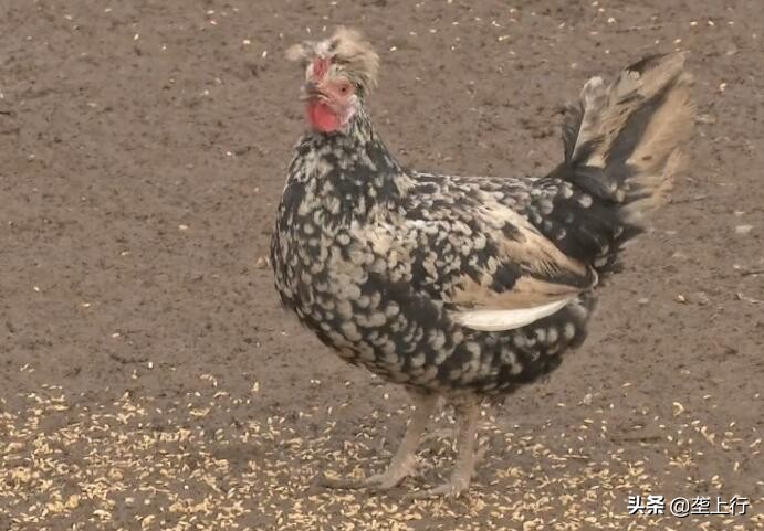 兵哥哥养鸡,兵哥哥深山养鸡