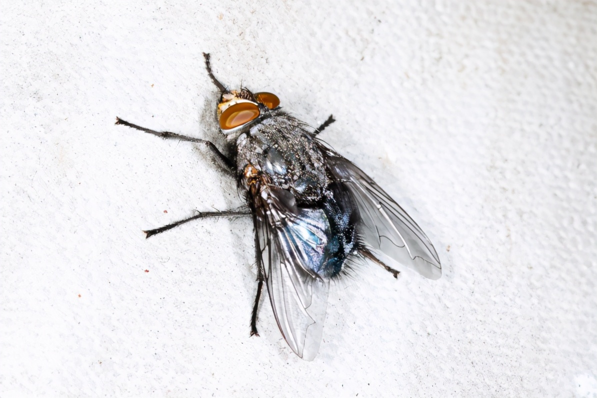 不小心误食了苍蝇叮的食物要紧吗,不小心吃进一个飞虫有事吗