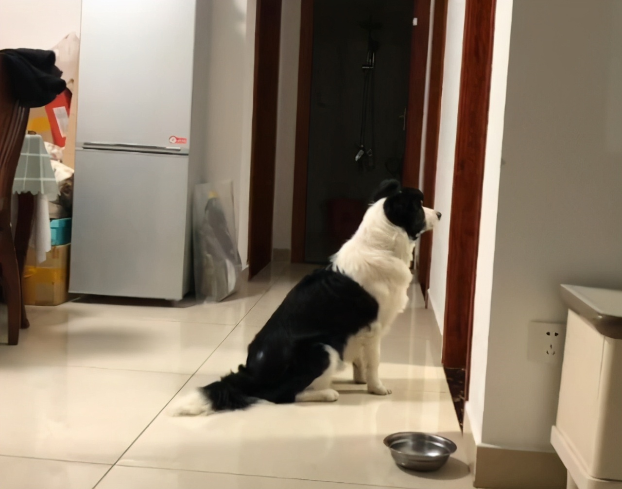 要不要让小狗生宝宝,该不该让狗生小孩