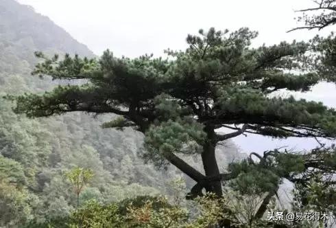 红豆杉和水杉有什么区别,红豆杉和水杉怎么辨别