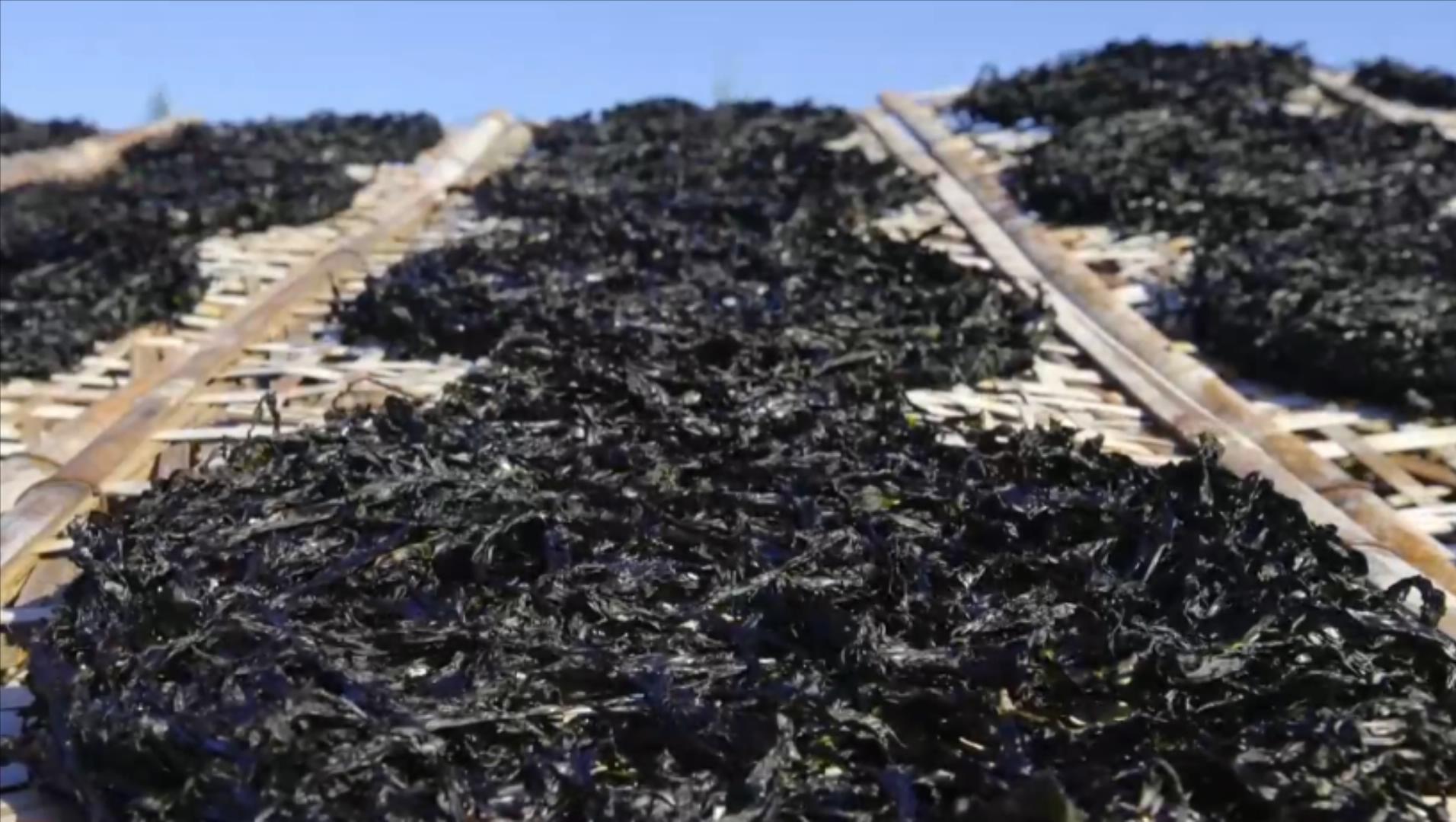 如何分辨紫菜是否有毒,紫菜真假辨别方法