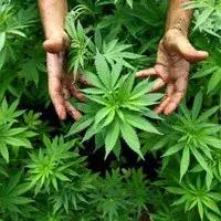 这些合成*品毒**，你知道多少？丨天府小妹微普法栏目第四十四期（6.26国际禁毒日宣传特播）