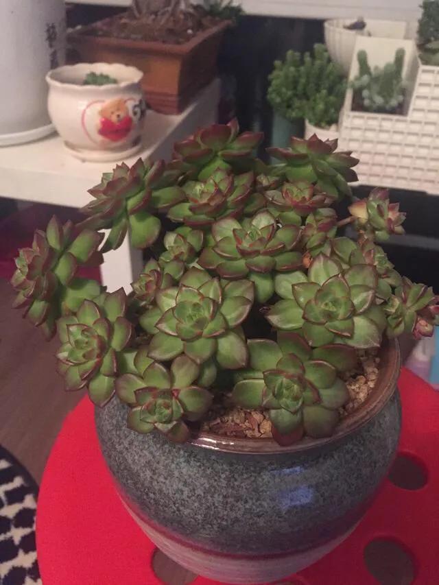 蒂亚多肉适不适合阳台,花卉市场的月季怎么样