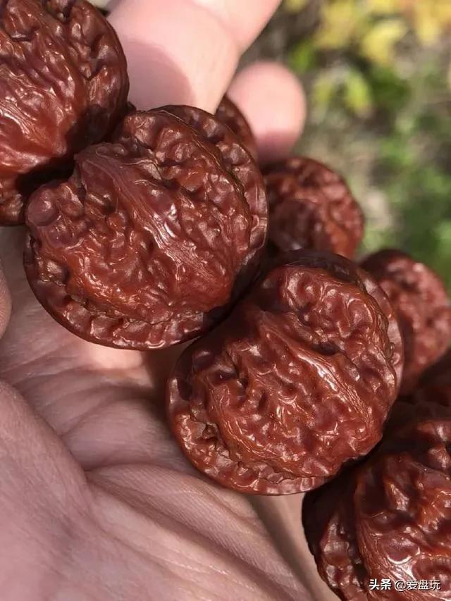 它是核桃圈的“虐手扛把子”，敢上手盘的，都是铁汉子