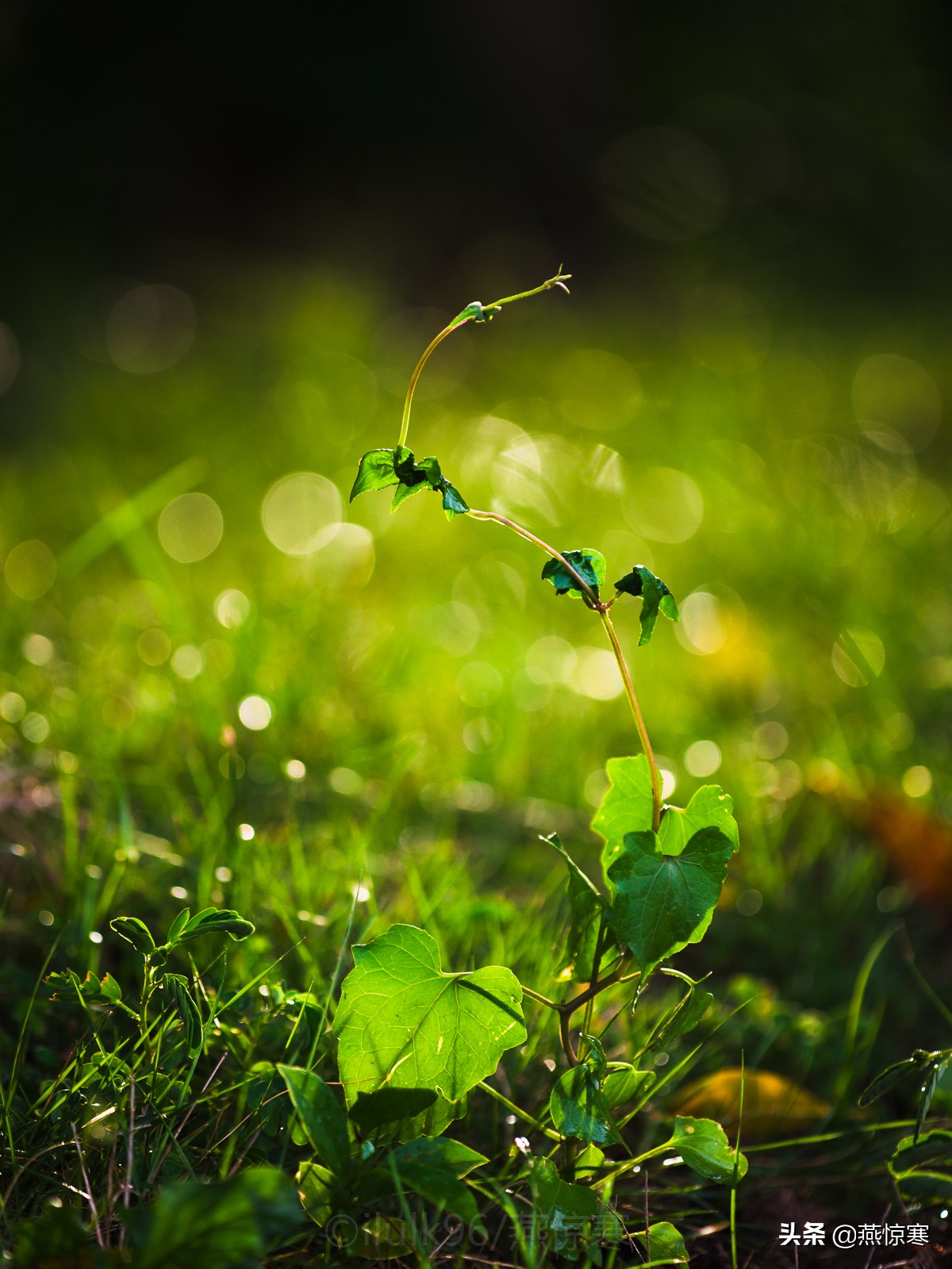 说说你用的相机,理光镜头和宾得通用吗