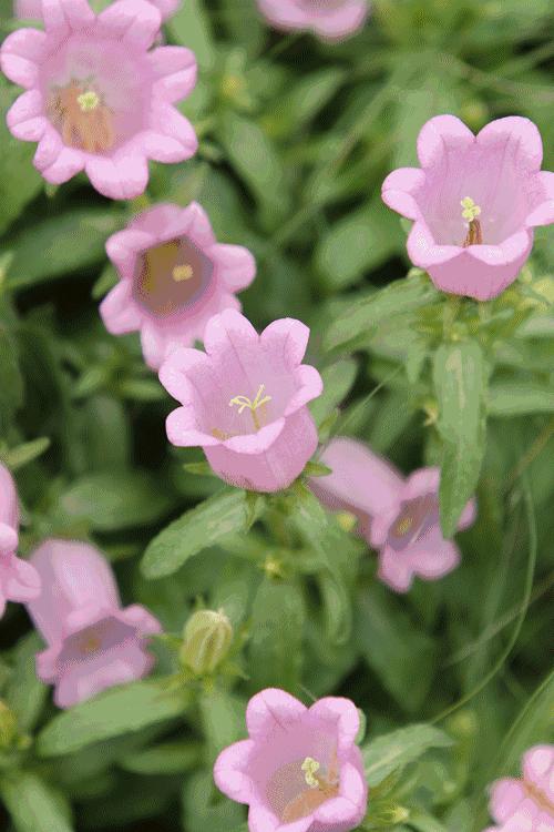 未来10天预警,深圳最最最最火的地方在这里,美女都赶来打卡