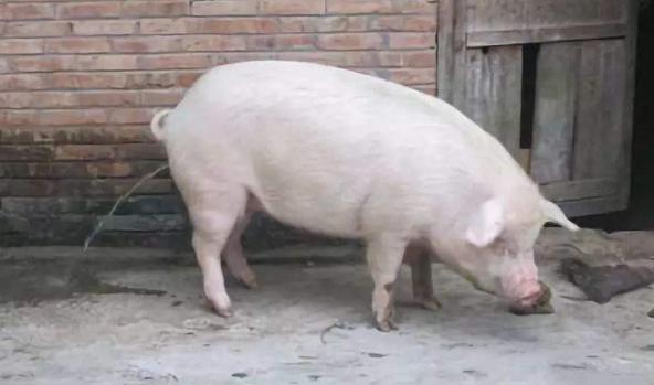 猪流尿用什么中药治,治猪尿最好的土方